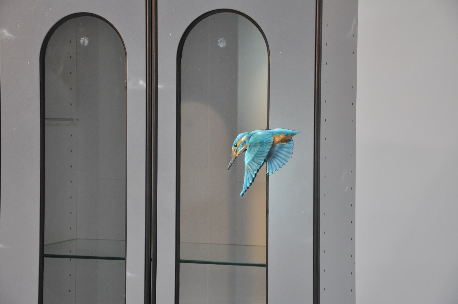 Vitrine EW1plus
